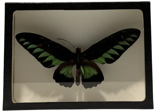 Natural Preserved Rajah Brooke's Birdwing Butterfly In Black Display Box