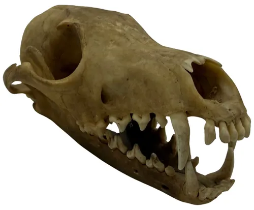 Natural Coyote Skull With Mandible