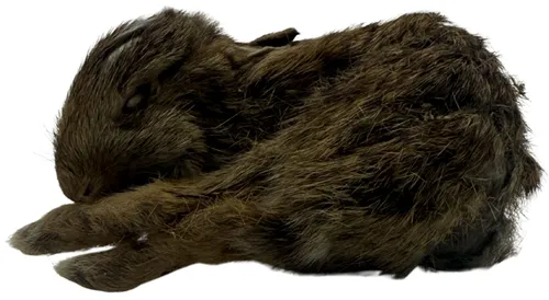 Taxidermy Dead Baby Bunny Rabbit