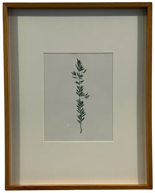 Rosemary Watercolour In Wood Frame