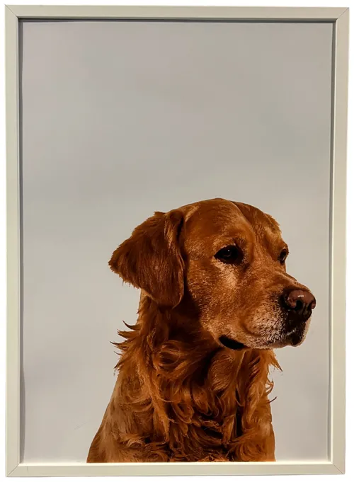 Golden Retriever Dog In White Frame