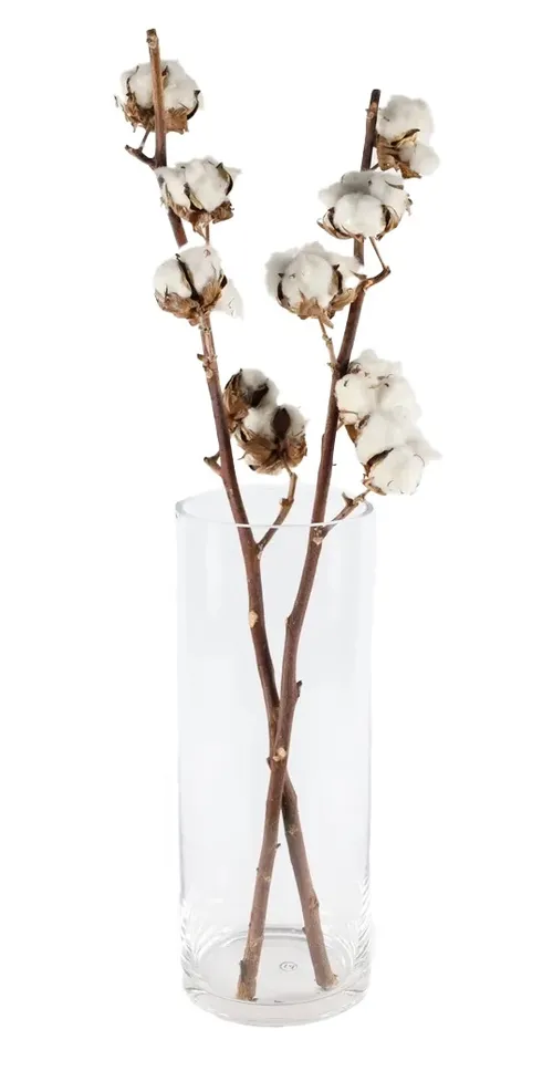 Clear Glass Cylinder Vase with Dried Upland Cotton