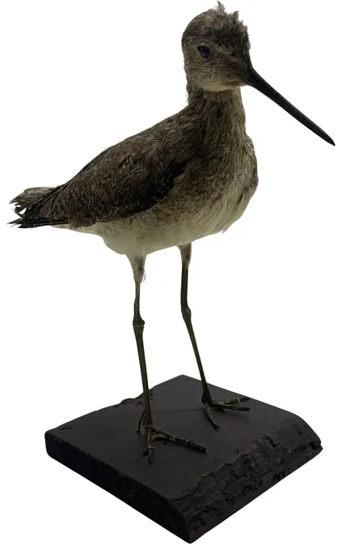 Taxidermy Sandpiper Bird On Wood Base