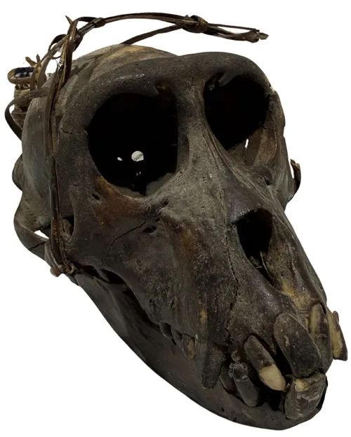 Crab Eating Macaque Monkey Skull - D