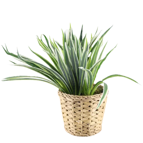 Artificial Spider Plant In Wicker Pot