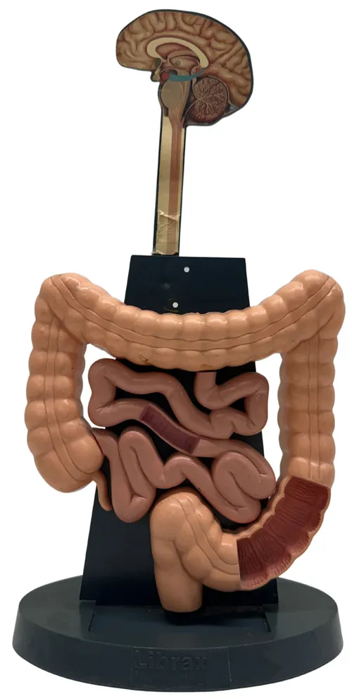Human Digestive System Medical Model
