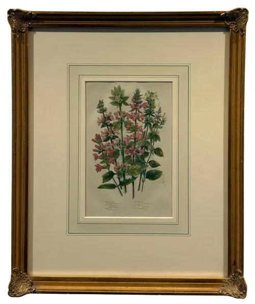 Pink Hedge Nettles Botanical Print In Gold Ornate Frame