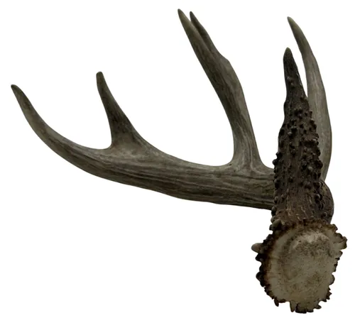Deer Antler  - A