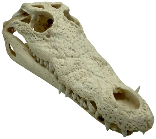 Nile Crocodile Skull