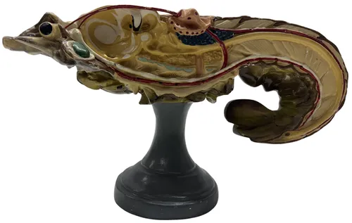Vintage Crayfish Anatomical Education Model