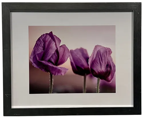 Purple Poppy In Black Frame