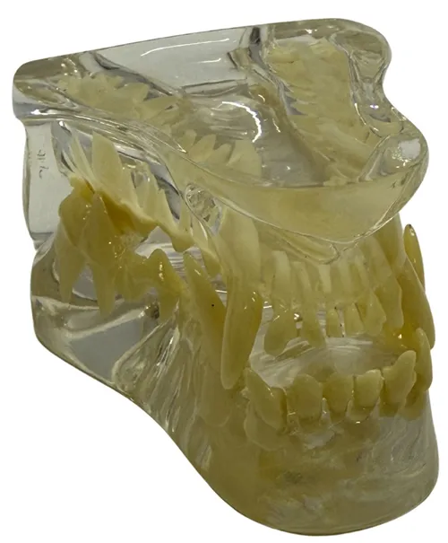 Clear Canine Jaw Model
