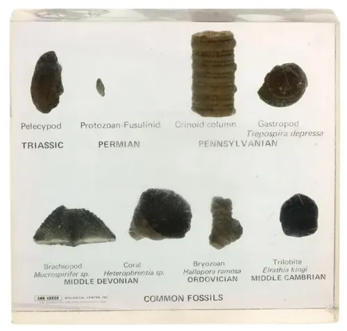 Common Fossils In Lucite Block