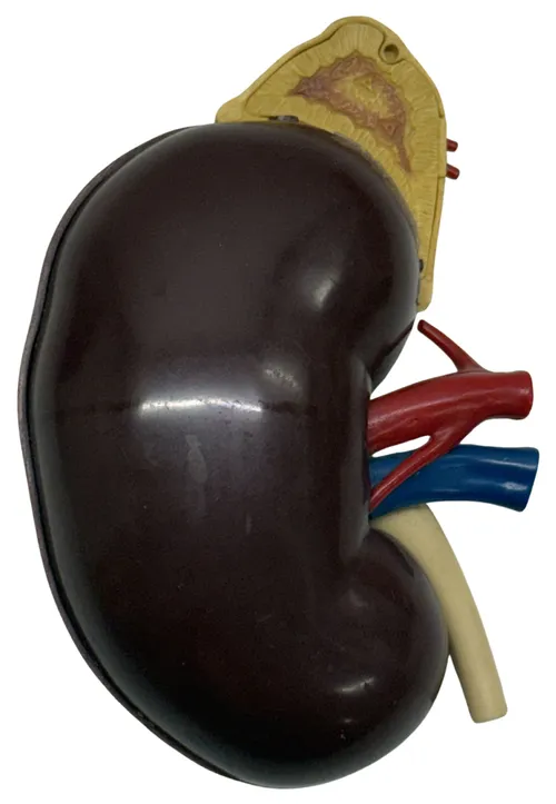 Human Kidney Medical Anatomy Model
