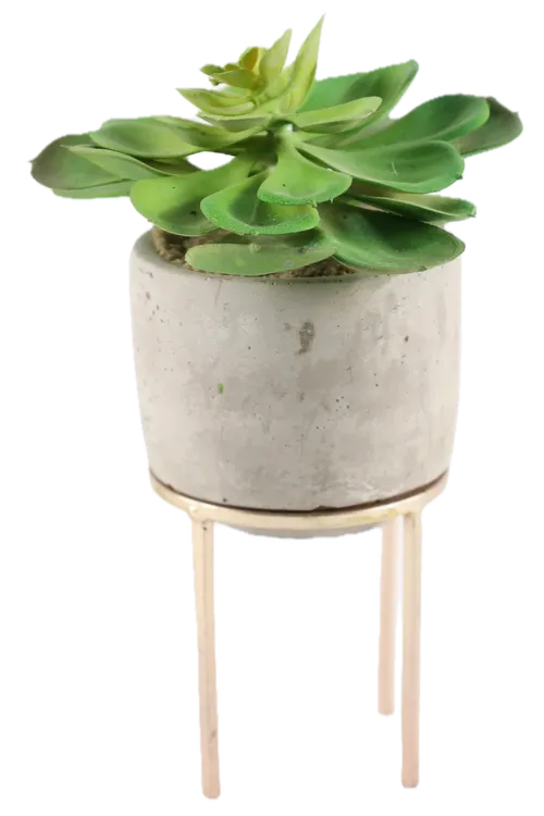 Artificial Tree Aeonium Succulent Plant In Concrete Planter With Gold Legs