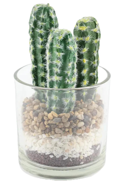 Artificial Prickly Pear Cacti In Clear Glass Jar