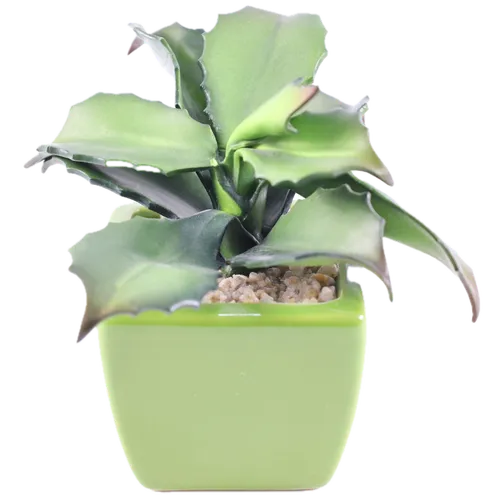 Artificial Walking Kalanchoe Succulent Plant In Green Ceramic Pot