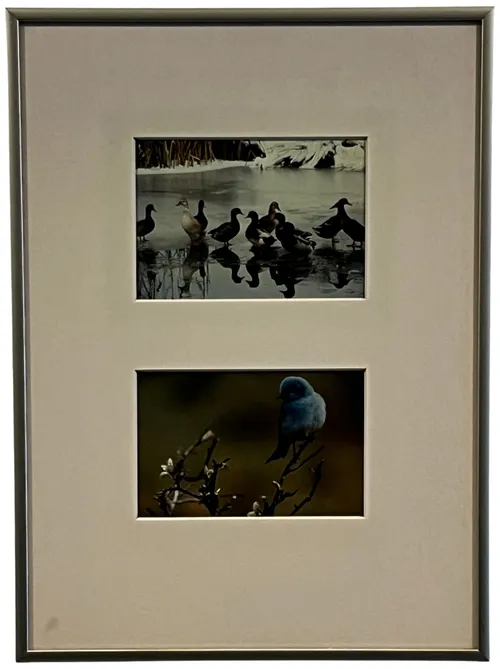 Ducks & Bluebird In Silver Frame