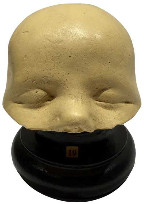 Cross Section Phrenological Anatomical Head Mode