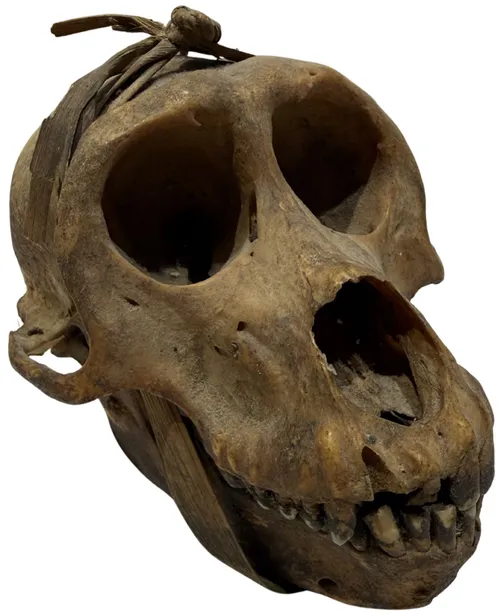 Crab Eating Macaque Monkey Skull - F