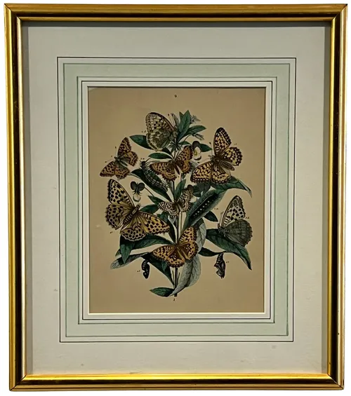 Exotic Butterfly Illustration III In Gold Frame