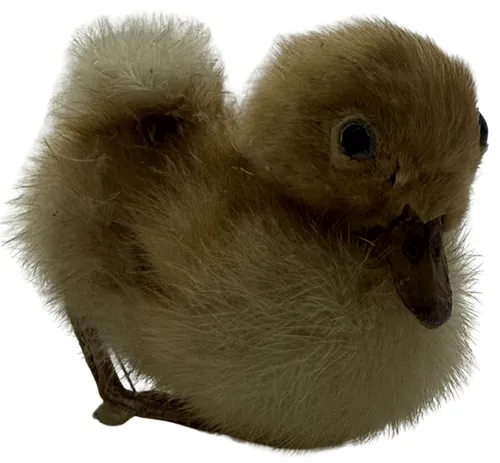 Taxidermy Yellow Chick