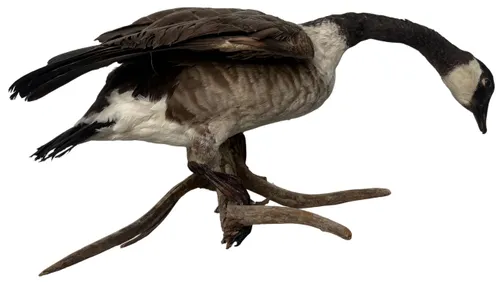 Taxidermy Canada Goose On Wall Mount Branch