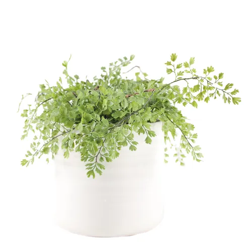 Artificial Wall Rue Plant In White Ribbed Ceramic Pot