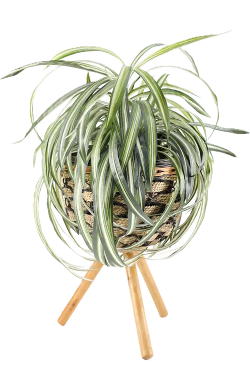 Artificial Spider Plant In Braided Pot With Wooden Legs