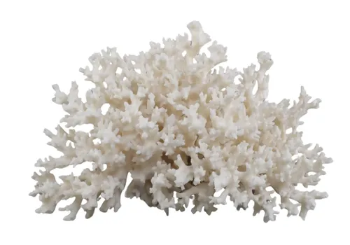 White Lace Natural Coral