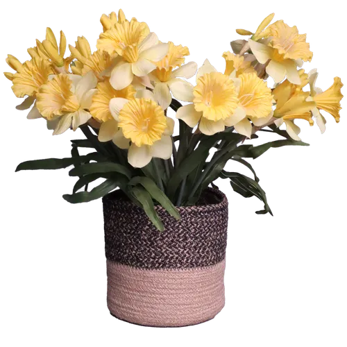 Artificial Yellow Daffodils In Half Black Half Natural Twine Basket