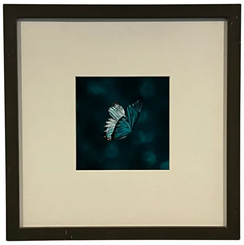 Blue Butterfly In Black Frame
