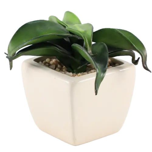 Artificial Walking Kalanchoe Succulent Plant In Cream Ceramic Pot