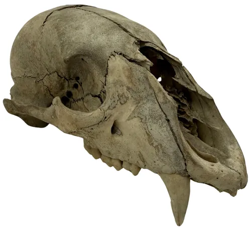 Natural Bear Skull