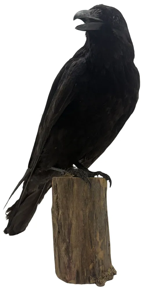 Taxidermy Crow On Log