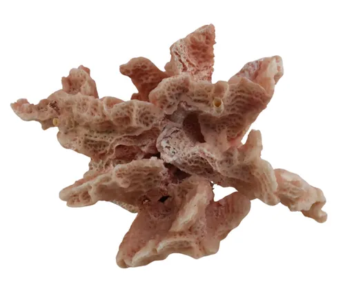 Apricot Coral