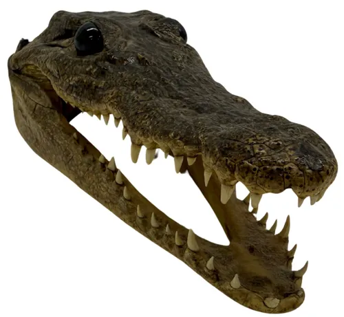 Taxidermy Alligator Head