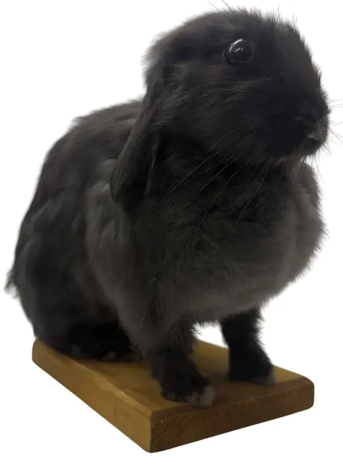 Taxidermy Black Bunny Rabbit On Wood Base