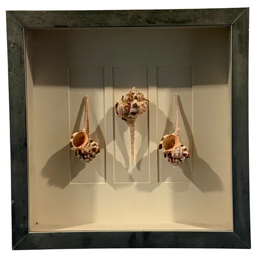 Coastal Spiny Murex Sea Shells In Wood Shadowbox