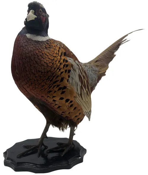 Taxidermy Standing Pheasant On Wood Base