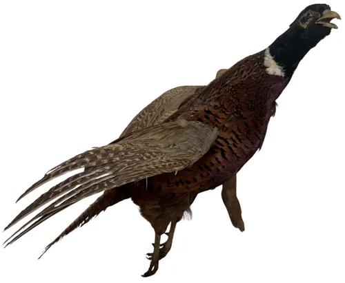 Taxidermy Wall Mount Flying Pheasant