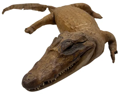 Taxidermy Caiman Alligator