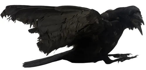 Taxidermy Open Winged Black Crow