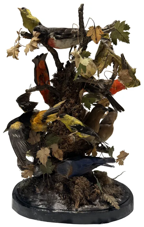 Sixteen Antique Taxidermy Birds On Branch