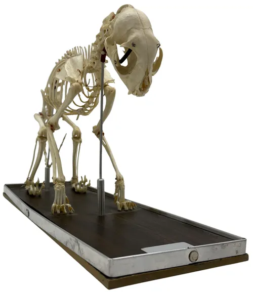 Natural Bone Articulated Cat Skeleton On Wood Base