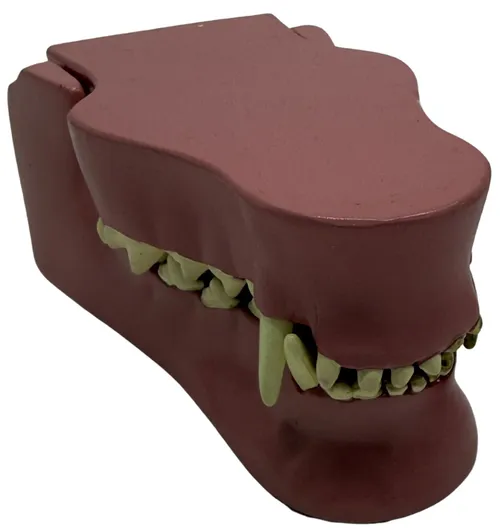 Hinged Canine Jaw Model