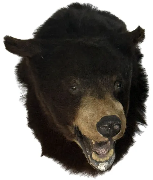 Taxidermy Wall Mount Bear Head