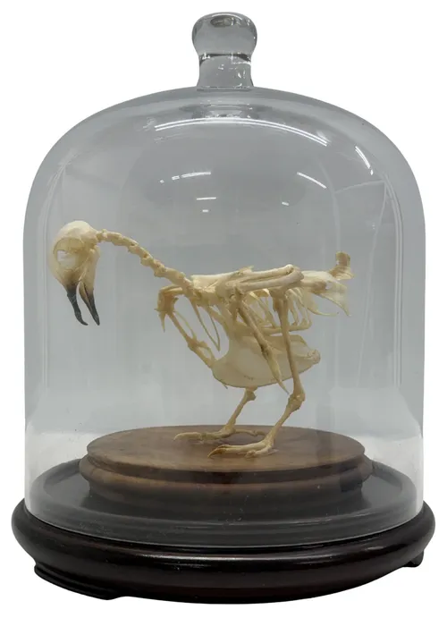 Natural Articulated Pigeon Skeleton In Glass Dome