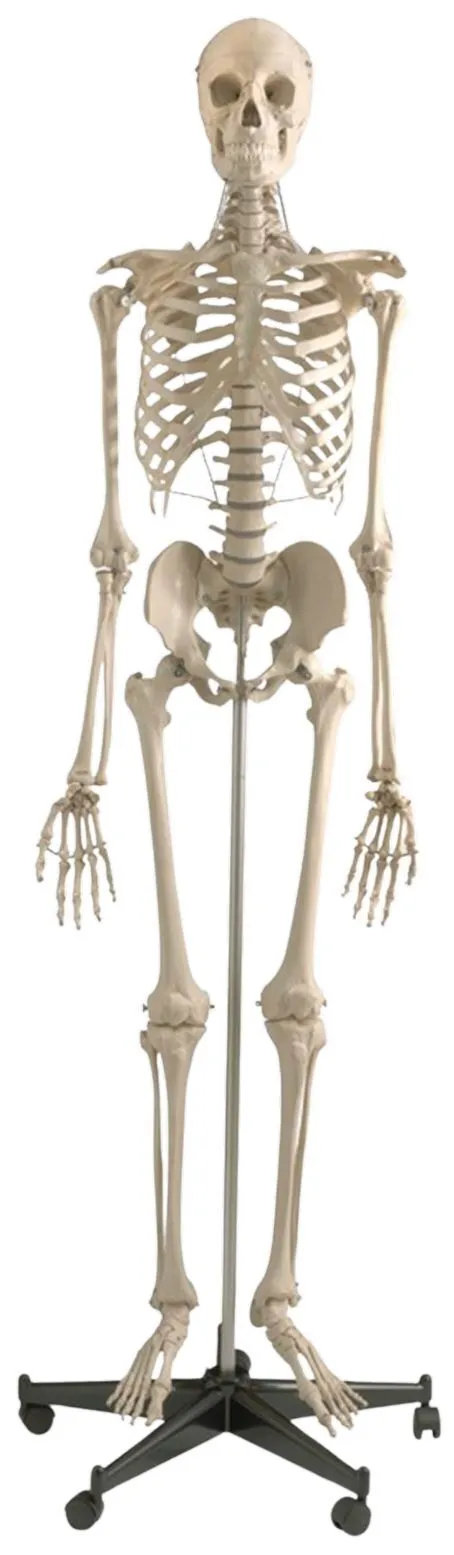 Articulated Human Skeleton On Rolling Stand