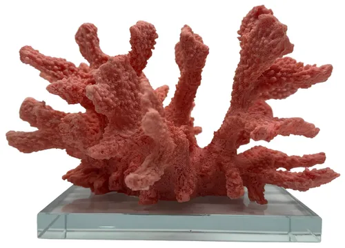 Pink Sea Coral On Glass Base